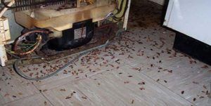 Поморить тараканов в квартире в Самаре, цены