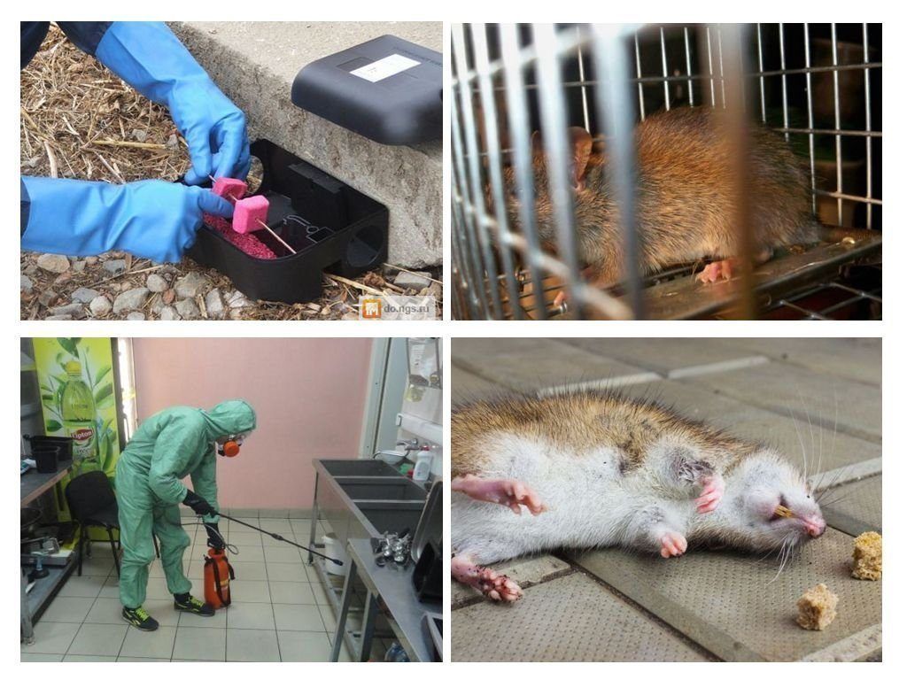 Дератизация от грызунов от крыс и мышей в Самаре