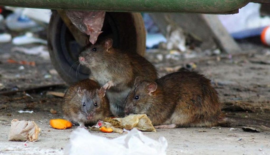 Травить грызунов крыс и мышей в Самаре