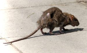 Фирма по уничтожению грызунов, крыс и мышей в Самаре