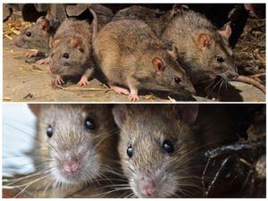 Травить грызунов крыс и мышей в Самаре