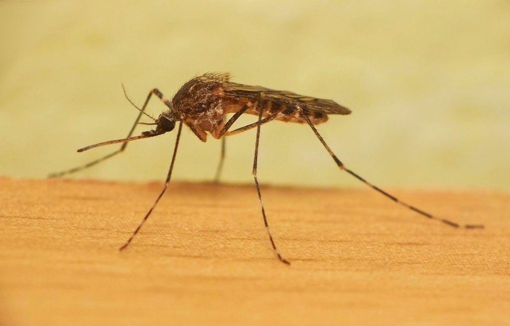 Уничтожение комаров в Самаре