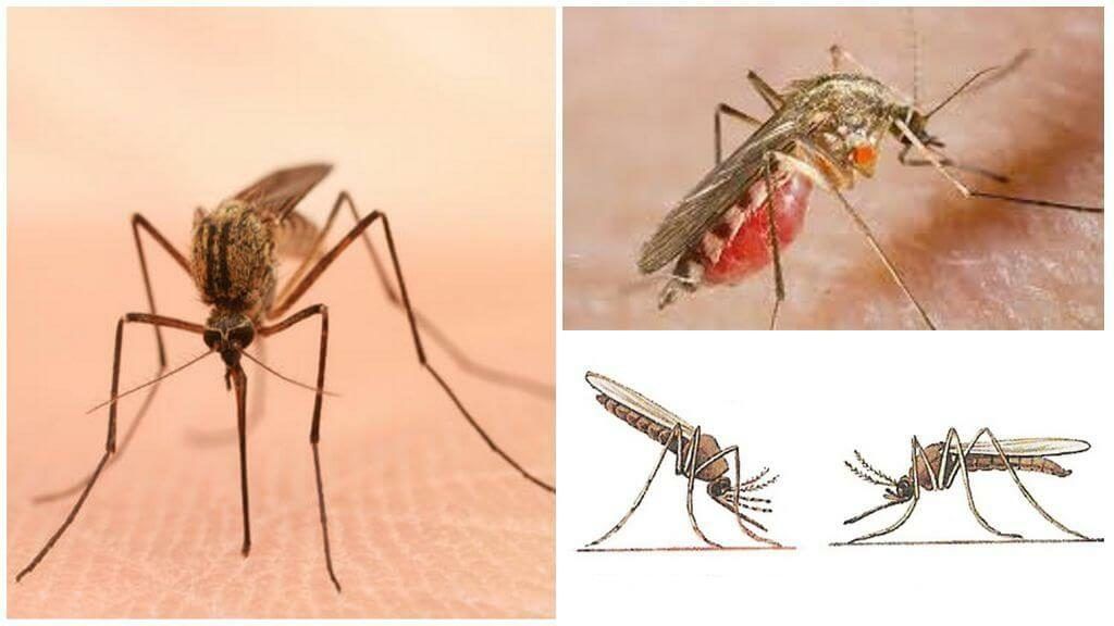 Уничтожение комаров в Самаре