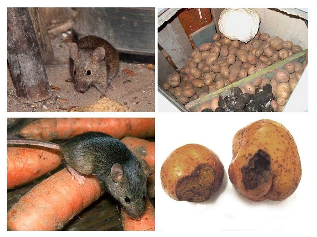 Обработка от грызунов крыс и мышей в Самаре