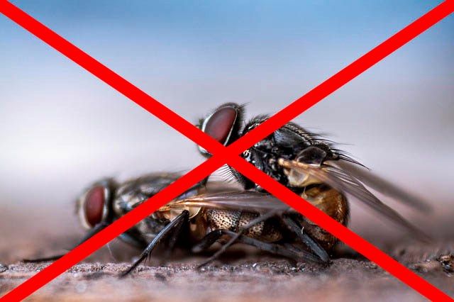 Профессиональное уничтожение мух в Самаре с гарантией