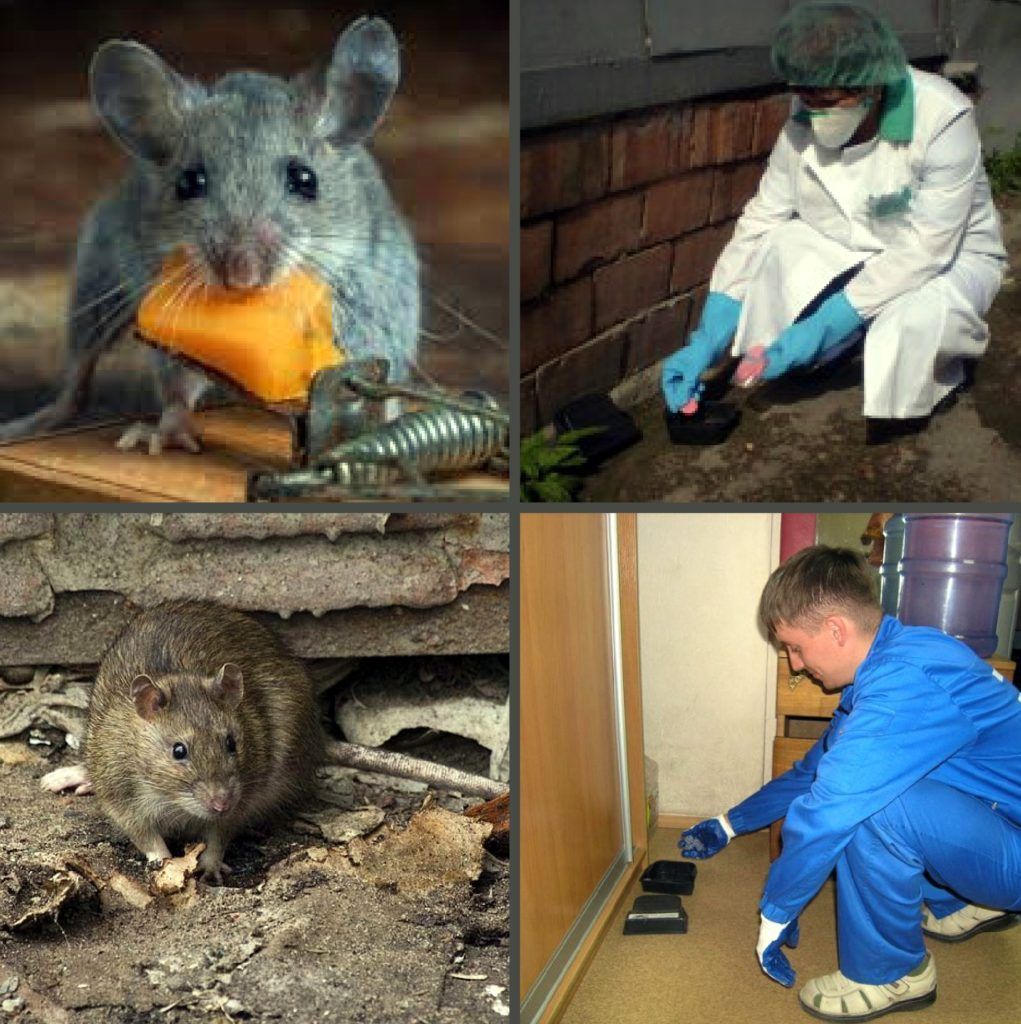 Дезинфекция от грызунов, крыс и мышей в Самаре