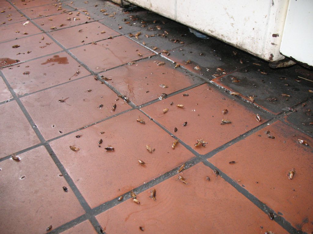 Уничтожение тараканов в квартире в Самаре 