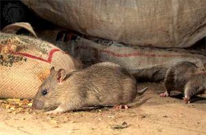Дератизация от грызунов от крыс и мышей в Самаре