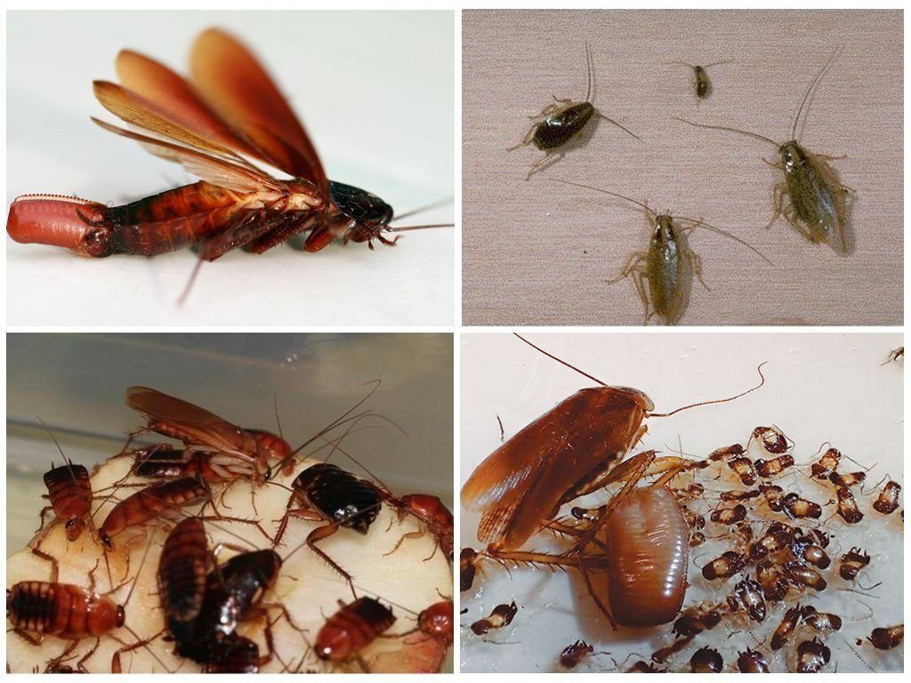 Уничтожение тараканов в квартире в Самаре 