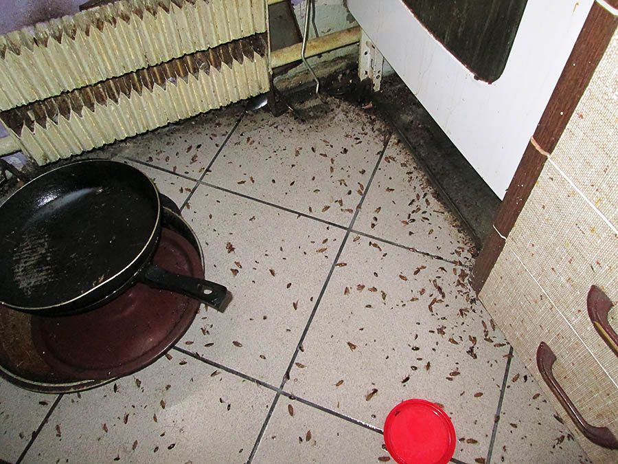 Санэпидемстанция от тараканов в Самаре, вызвать, цены